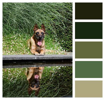 Water Garden Garden Malinois Image